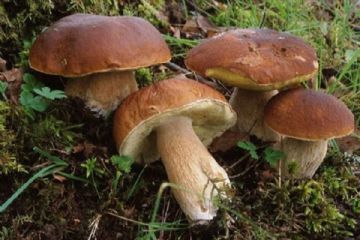 Permesso raccolta funghi anno 2025